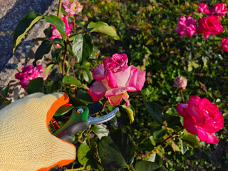 Gardener’s gloved hands cutting a blooming red rose with green pruning shears.