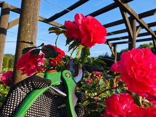A peaceful moment in the garden as a person gently prunes a red rose with care. Surrounded by...