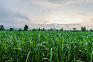 Dense sugarcane plantation with cloudy mountain background, Purulia