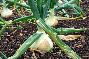 mammoth onions growing in a kitchen garden