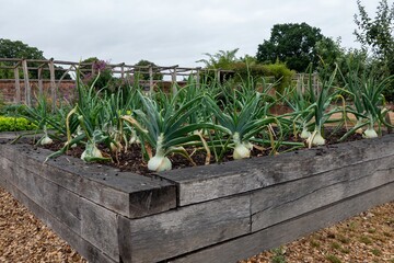 mammoth onions growing in a kitchen garden