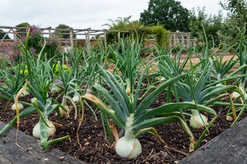mammoth onions growing in a kitchen garden