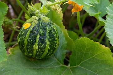 striped green pumpkin growing ready for halloween