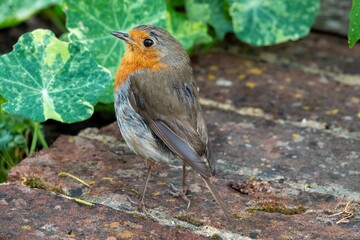 Robin red breast Erithacus rubecula perched on a wall