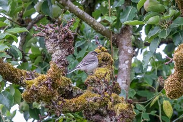juvenile  pied wagtail Motacilla Alba perched in a tree