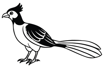 Obraz premium Black and White Vector Illustration of a Standing Crested Bird with Long Tail Feathers
