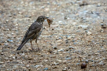song thrush turdus philomelos eating a snail