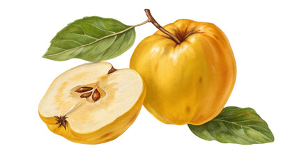 Watercolor Quince Illustration Whole and Halved Fruit with Leaves, Isolated on Transparent Background, fruit illustration, quince, watercolor painting