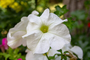 white petunia flowers in the garden