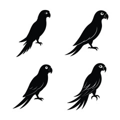 silhouette parrots Bundile