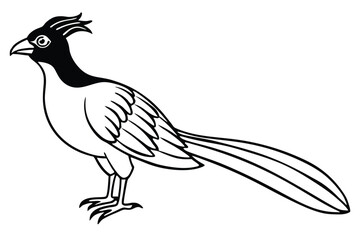 Stylized Greater Roadrunner Standing Profile with Black Head and Long Tail Illustration