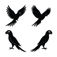 Fototapeta premium silhouette parrots Bundile