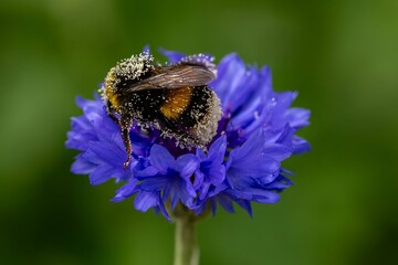 buff tailed bumble bee collecting nectar from bright blue flower of the cornflower also known as...