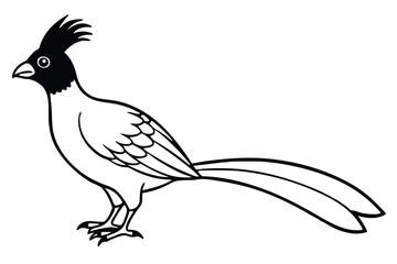 Line Drawing Illustration of a Crested Bird with Long Tail Feathers Standing