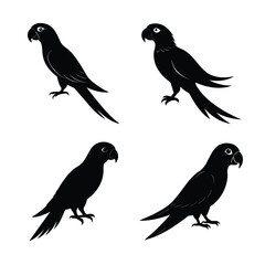Fototapeta premium silhouette parrots Bundile