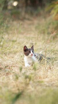 A cat sits still with upright posture in an open dry area. The vertical image shows soft focus and natural light.