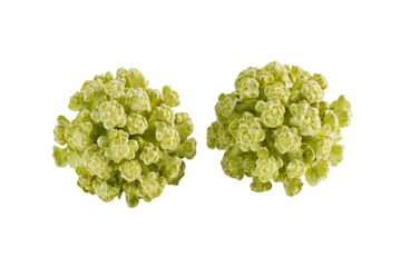 Two Pale Green Flower Clusters, Isolated on Transparent PNG