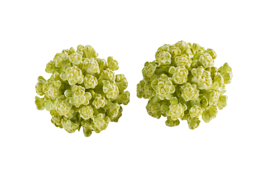 Two Pale Green Flower Clusters, Isolated on Transparent PNG - Powered by Adobe
