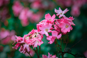 pink flowers in the garden