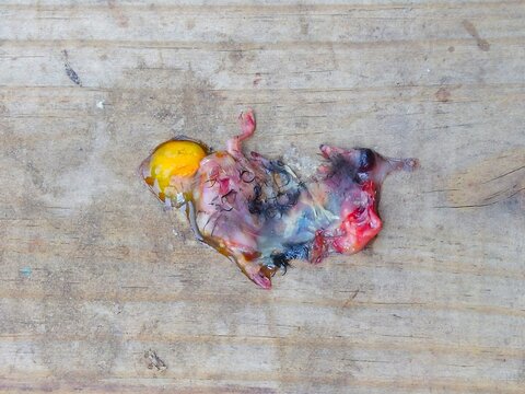Pollo muerto. Estaba dentro del huevo, y al caerse del nido, el huevo se parti&oacute; y no se form&oacute; del todo. Se puede ver el buche por fuera, pero la yema segu&iacute;a ah&iacute;.
