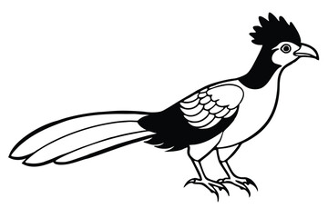 Black and White Graphic Illustration of a Roadrunner with Crested Head and Tail