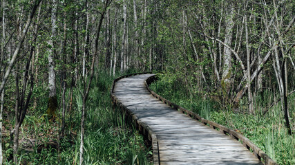 Beautiful nature trail in the middle of the forest