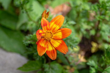 chrysanthemum close up