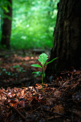 The Birth of an Oak Tree – Beginning of Life in Nature