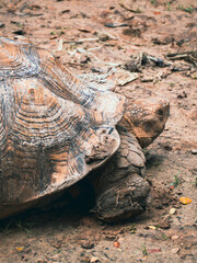 ホーチミンのサイゴン動植物園