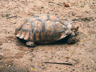ホーチミンのサイゴン動植物園