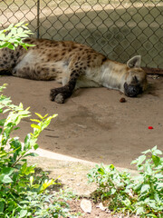 ホーチミンのサイゴン動植物園