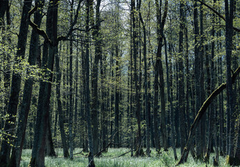 Beautiful Latvian forest in spring