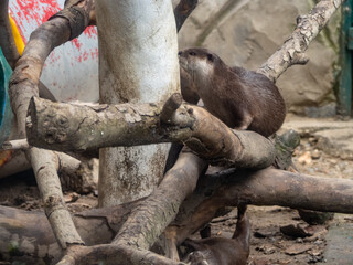 ホーチミンのサイゴン動植物園
