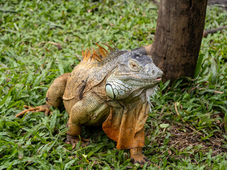 ホーチミンのサイゴン動植物園
