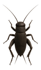 Field cricket with dark brown body, long antennae, and powerful hind legs
