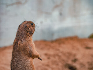 ホーチミンのサイゴン動植物園