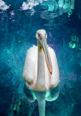 American White Pelican (Pelecanus erythrorhynchos) close up in a blue water. High quality photo