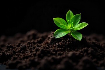 Rich, Dark Soil Ready for Planting Close-up of Fertile Earth Against Black Background, Ideal for Gardening and Horticulture Themes