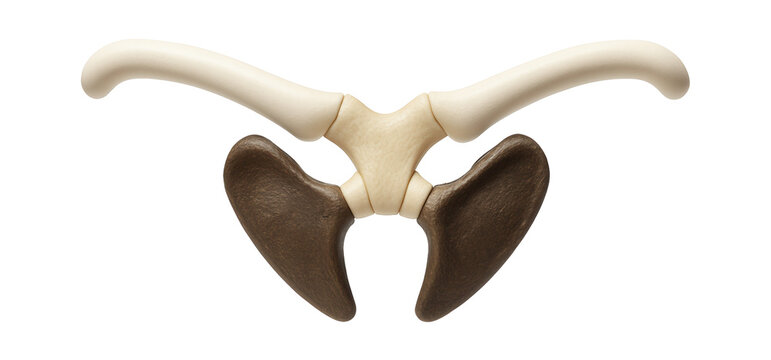 Reptile pectoral girdle with robust clavicle and coracoid