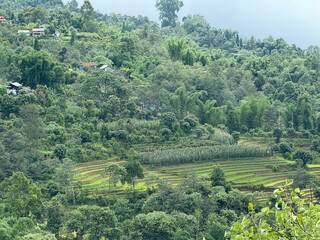 
Lush terraced hillside with dense forest, tea plantations, and paddy fields under a cloudy sky....