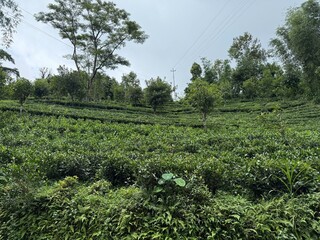 Lush terraced tea plantation with vibrant green shrubs, scattered trees, and dense undergrowth...