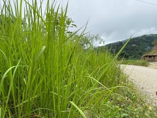 Lush green roadside grass sways gently under a cloudy sky, with a winding gravel path leading...