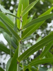 Close-up view of vibrant green ginger plant leaves and stem, captured from a low angle with soft natural light and dew drops, set against a blurred background of lush tropical foliage.
