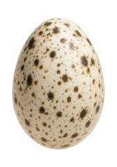 Bird egg with speckled shell and oval shape