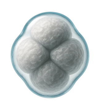 Methanogenic archaeon displaying irregular cocci form and translucent appearance
