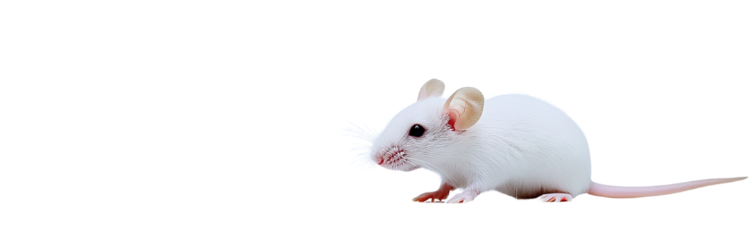 Adorable White Mouse, Isolated on Transparent PNG, Studio Shot