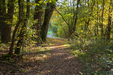 path in autumn forest
