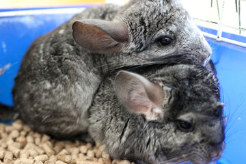 People care for and play with chinchillas.