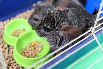 People care for and play with chinchillas.