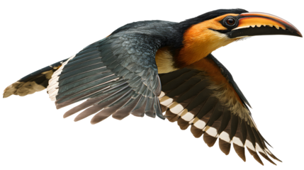 A bird with a long beak flying in the air